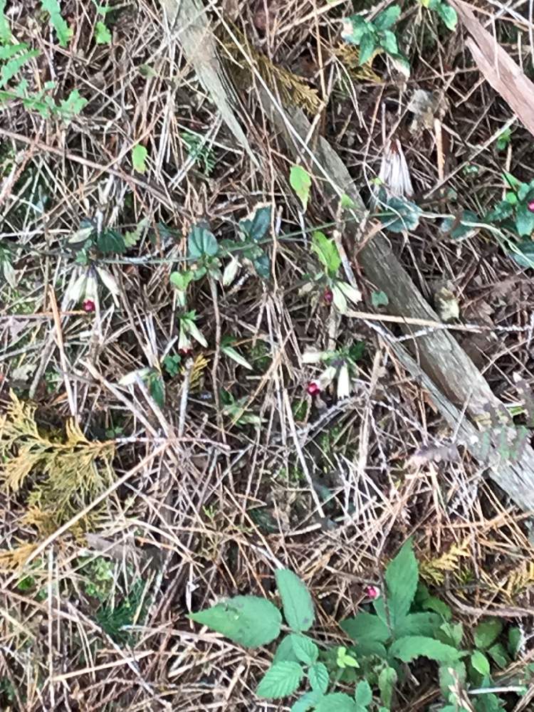 ツルリンドウの投稿画像 By つーこさん 19月11月3日 Greensnap グリーンスナップ