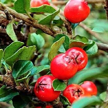 丸い実の投稿画像一覧 Greensnap グリーンスナップ