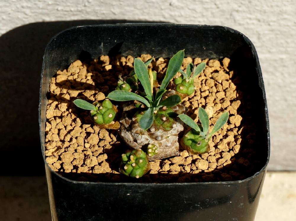 峨眉山の投稿画像 By エニグマさん 多肉植物と初心者とユーフォルビア属 と花のある暮らしとユーフォルビア 19月11月3日 Greensnap グリーンスナップ