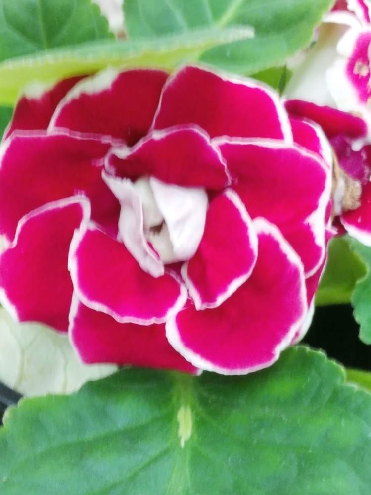 グロキシニア の投稿画像 By ゆうこ さん 花のある暮らしと素敵な花とビロード状の光沢 19月11月3日 Greensnap グリーンスナップ