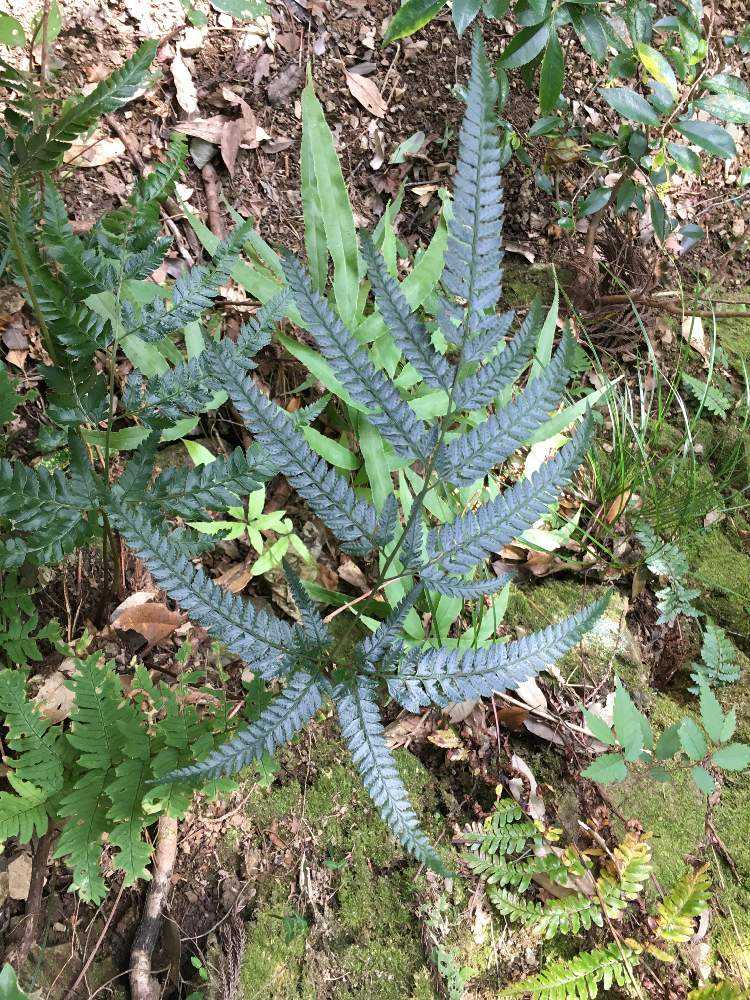 高尾山19 11 3シダ植物 Greensnap グリーンスナップ