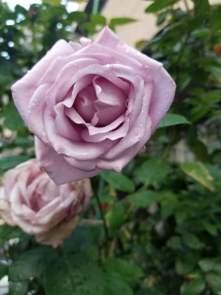 ブルームーンの投稿画像 By ニワバラベラバラさん 木酢液とばら バラ 薔薇とバラ本と薔薇に魅せられてと薔薇のある暮らし と紫のバラとバラ 鉢植えとブルームーン と青紫の花と花のある暮らしとお花のある生活と薔薇 とノスタルジックとばら 薔薇 バラとバラ