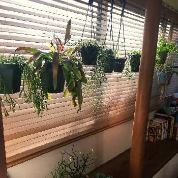 ラフィドフォラ・プラチナハートの画像 by akkyさん | 窓辺とミルクブッシュとスキンダプタスとラフィドフォラ・プラチナハートとクラバータとホヤ レツーサとプセウドリプサリス ラムローサと リプサリスとインドアグリーンとラフィドフォラ属とサボテン科と観葉植物と植物のある暮らしとハンキングとグリーンインテリアとフィロデンドロン  シルバーメタルとホヤクミンギアナとシルバーメタル☘️とマミラリア内裏玉と植物好きとリプサリス属とホヤ属とプセウドリプサリス属とインテリアグリーン