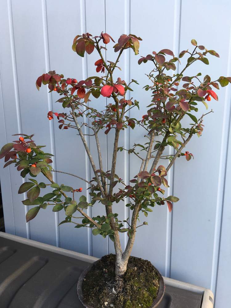 盆栽の投稿画像 By Htさん 錦木とニシキギの紅葉とニシキギ盆栽 19月11月4日 Greensnap グリーンスナップ