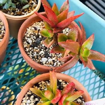 似てるの投稿画像一覧 Greensnap グリーンスナップ