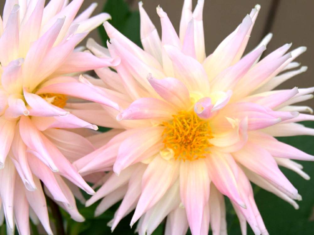 ダリア ムーンワルツの投稿画像 By Mr Stoneさん ダリア 巨大輪咲きと切り花品種 19月11月4日 Greensnap グリーンスナップ