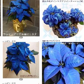 ブルーのポインセチアの投稿画像一覧 Greensnap グリーンスナップ
