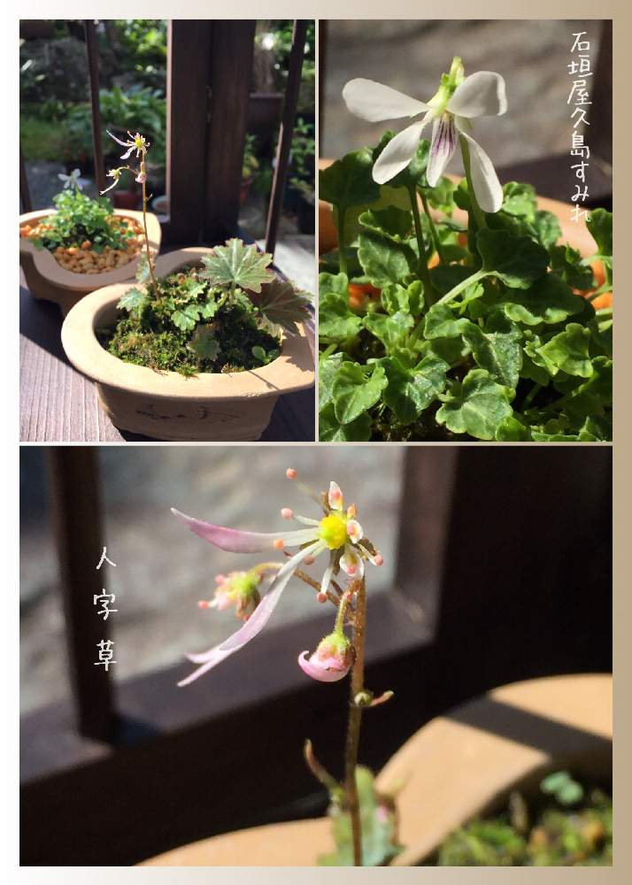 かわいい山野草の投稿画像 By 美野美谷さん 石垣屋久島すみれと山野草と和の庭と和風の庭とm S Style Bonsaiと紫人字草 ムラサキジンジソウ 19月11月4日 Greensnap グリーンスナップ かわいい山野草の投稿画像 By 美野美谷さん 石垣屋久島すみれと山野草と和の庭と和風の庭とm S Style Bonsaiと紫人字草 ムラサキジンジソウ 19月11月4日 Greensnap グリーンスナップ