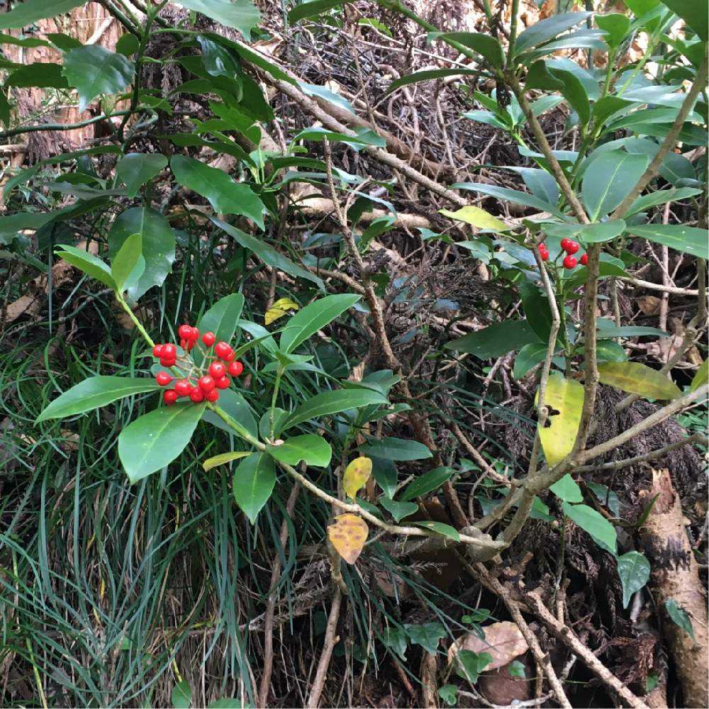 高尾山19 11 3 秋の花 Greensnap グリーンスナップ