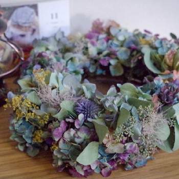 ユーカリ ポポラスベリーの投稿画像一覧 Greensnap グリーンスナップ