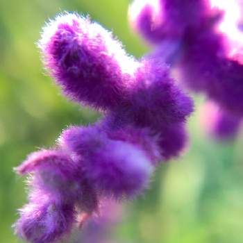 アメリカンブッシュセージの投稿画像一覧 Greensnap グリーンスナップ