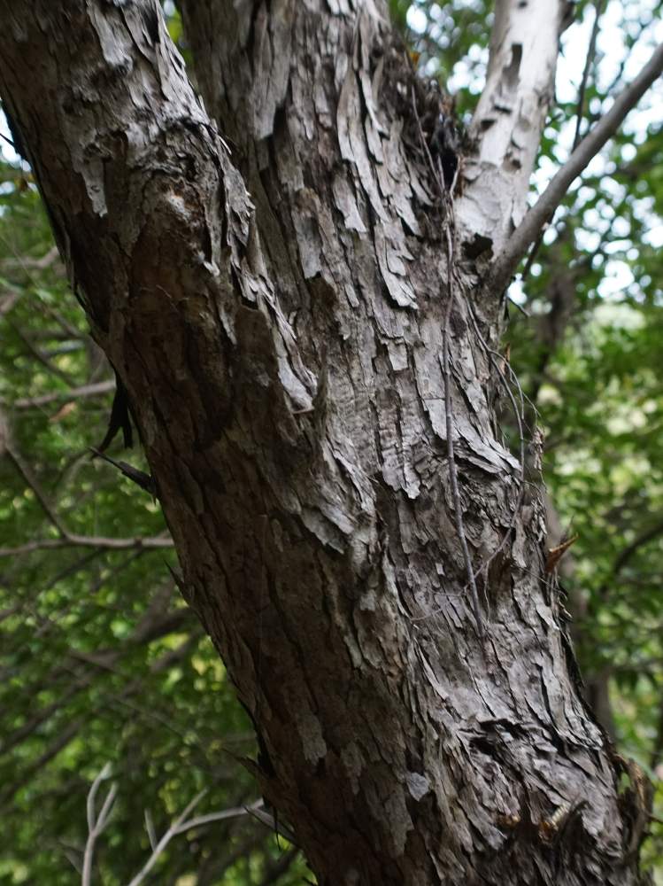 アサダの樹皮の投稿画像 By Minoさん 東山植物園とカバノキ科と樹皮図鑑と樹木図鑑と植物園と木本類と東山植物園とカバノキ科と樹皮図鑑と樹木図鑑 と植物園と木本類 19月11月4日 Greensnap グリーンスナップ Greensnap グリーンスナップ