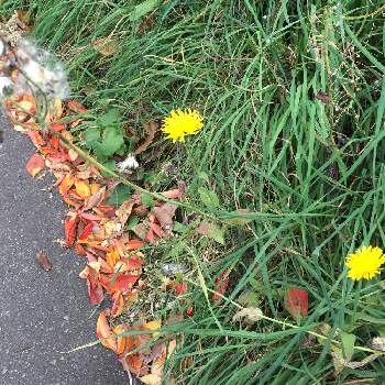 冷帯の投稿画像一覧 Greensnap グリーンスナップ