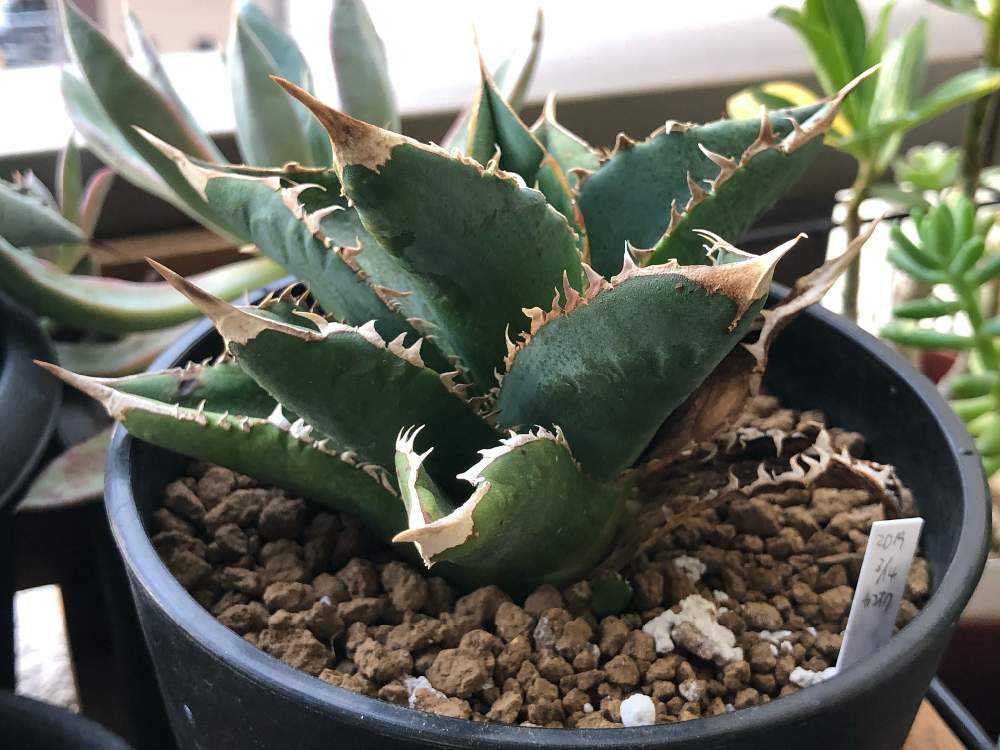 アガベ チタノタのシエラミクスティカ ホワイトソーンズ コンパクタ様