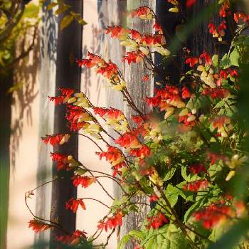 ミナロバータの画像 by 嶌縞(シマシマ)さん | お出かけ先とミナロバータと秋の光と花のある風景と熊山英国庭園