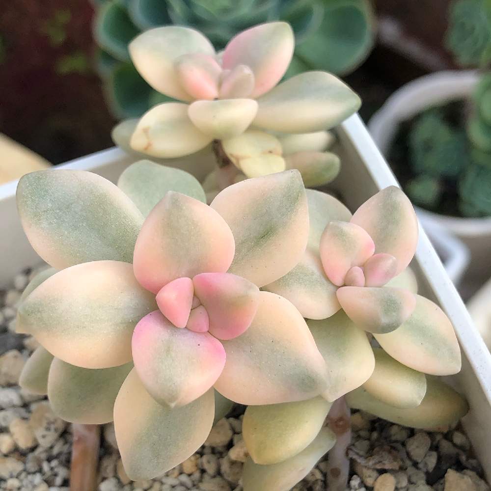 多肉植物^o^ ティテュバンス錦 【公式通販】