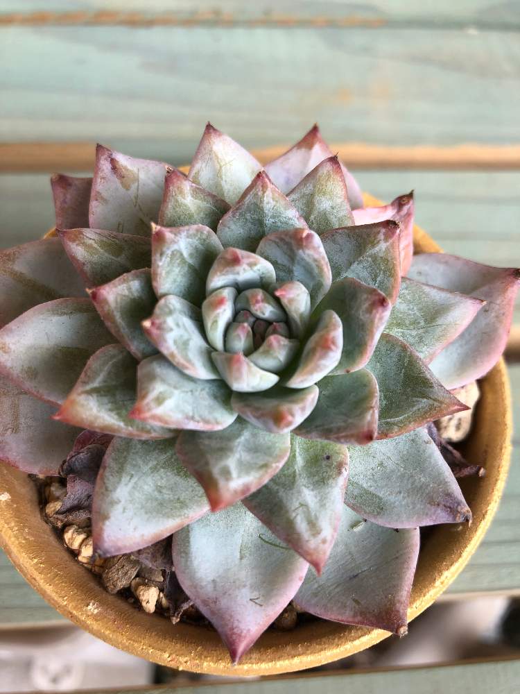 多肉植物の投稿画像 By Okiさん 沖縄と多肉女子と沖縄タニラーとgs沖縄支部 19月11月5日 Greensnap グリーンスナップ