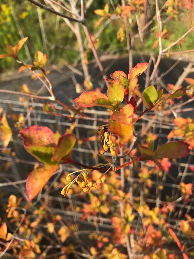 アブラツツジの投稿画像 By Nimsさん 雑木と手入れと手作りの庭と樹木と綺麗なミドリと紅葉 こうよう と低木とガーデニングと雑木の庭 19月11月5日 Greensnap グリーンスナップ