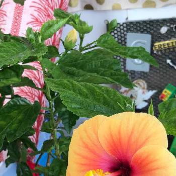 ハイビスカス夢中の画像 by hitomiさん | 部屋とはいポーズ❣️とハイビスカス♡とお気に入り♡とフラワーフォトとハイビスカス咲きましたとハイビスカス夢中と花のある暮らしとかわいいとハイビスカス ❁とハイビスカスラブ