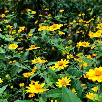 メランポジューム の投稿画像一覧 Greensnap グリーンスナップ