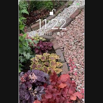 壁紙の投稿画像一覧 Greensnap グリーンスナップ