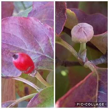 ハナミズキの花芽の投稿画像一覧 Greensnap グリーンスナップ