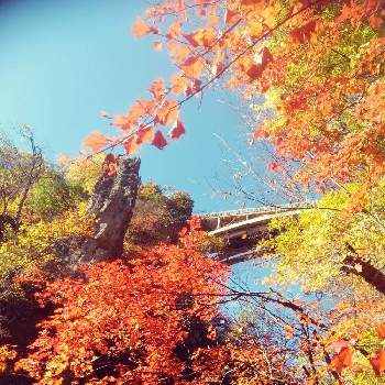紅葉の始まりの画像 by ノリくん、さん | お出かけ先と秋の花と紅葉の始まり