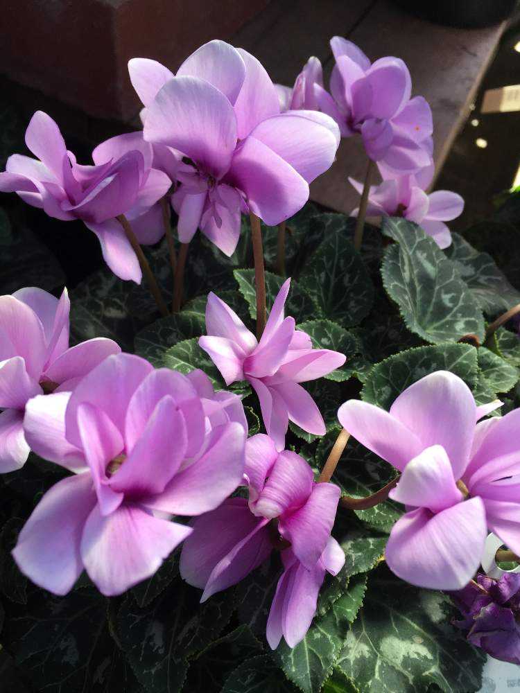 🎞 2019 シクラメンのまとめ （其の壱）｜🍀GreenSnap（グリーンスナップ）