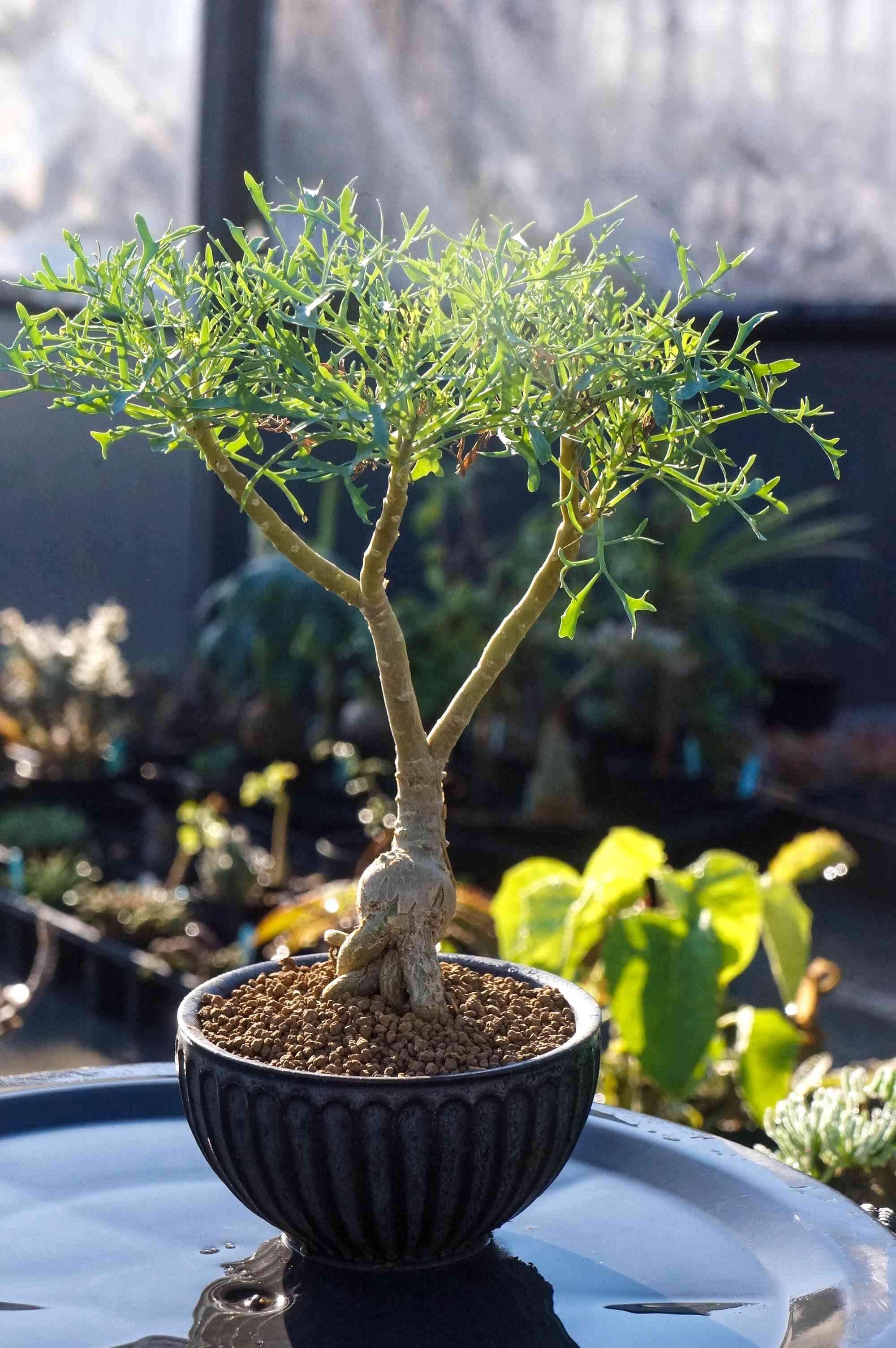 多肉植物 オトンナ フェザーリーブス othonna sp feather leaves 実生