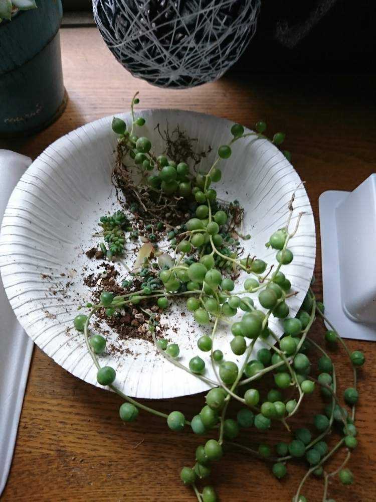 グリーンネックレス Greensnap グリーンスナップ