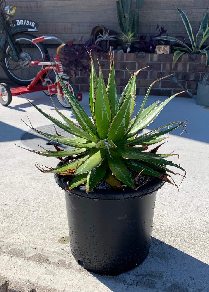 無料長期保証 極上 希少 誇張したアガベ インプレッサ White Line 最新コレックション