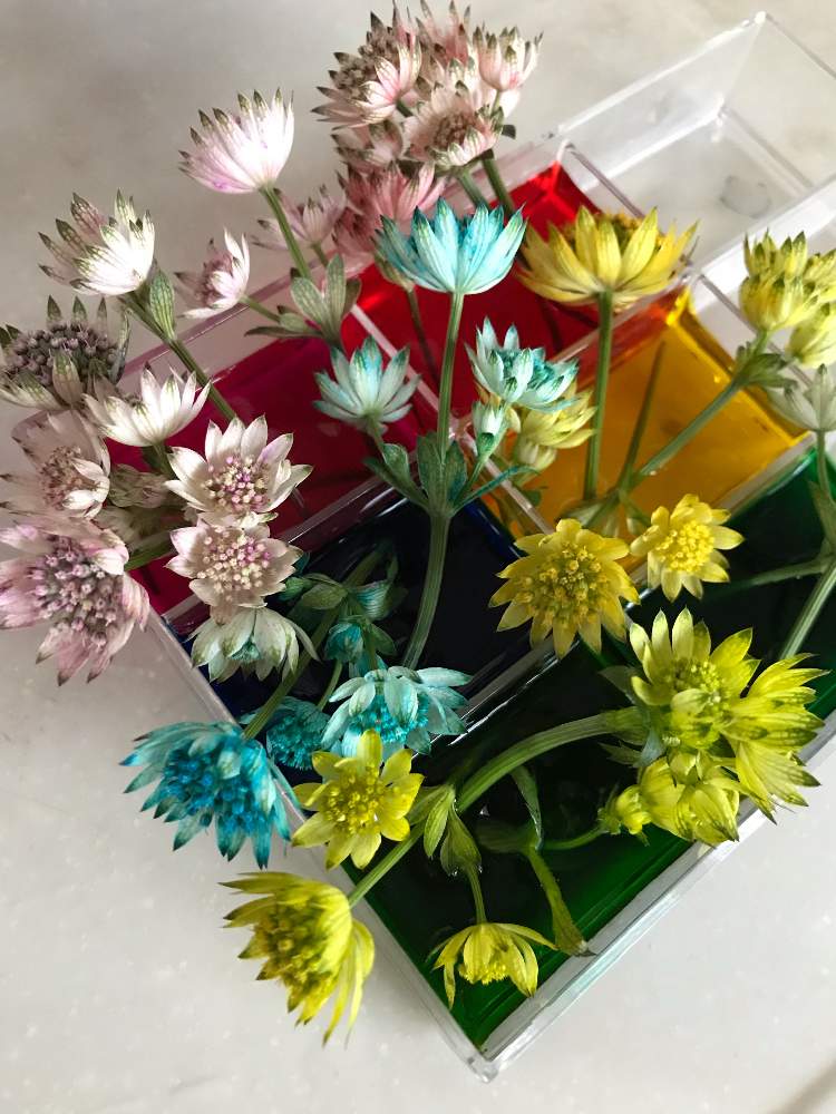 アストランティアの投稿画像 By ひろぴょんさん 部屋とドライフラワーと野草とgs映えと草花の名前とフラワーアレンジメントと花好きと花のある暮らしとgreen Up とドライフラワーと野草とgs映えと草花の名前とフラワーアレンジメントと花好きと花のある暮らしとgreen Up