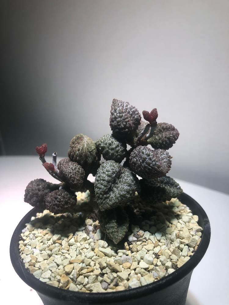 アドロミスクス ヘレー コーヒービーンの投稿画像 By ぱぱまるさん 多肉植物とアドロの世界とサボテン相談室とアドロミスクス普及委員会とアドロミスクスとアドロミスクス 属 19月11月5日 Greensnap グリーンスナップ