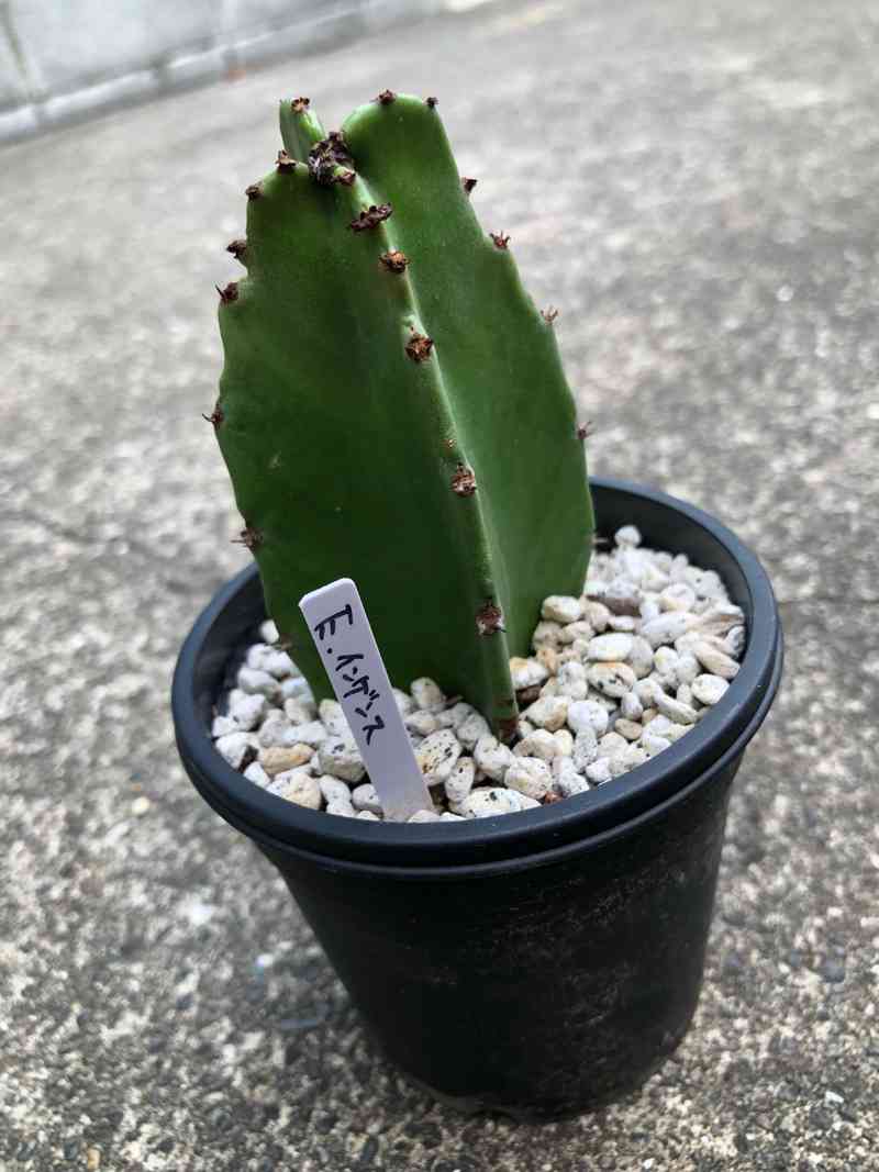 ユーホルビア　インゲンス　大株 ユーホルビア インゲンス 大株 ユーフォルビア・インゲンス