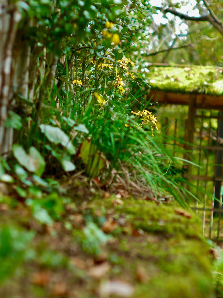 お出かけ先の画像 by senさん | お出かけ先と黄色い花と花のある暮らしとはっぱと秦野戸川公園