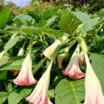 毒草 の投稿画像一覧 Greensnap グリーンスナップ