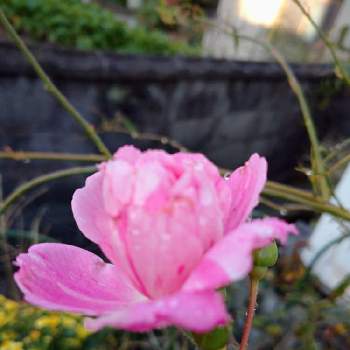 ピンク色のお花♪の画像 by うさぎさん | 小さな庭とピンク色のお花♪とバラ 鉢植えと癒し系と花のある暮らしと可愛らしい♪