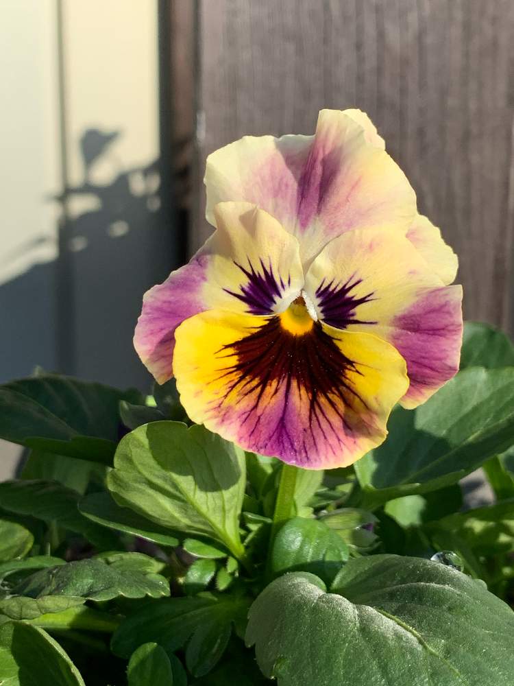 パンジー ビオラの投稿画像 By かぶれちゃんさん 観察とお花が好きと季節を感じると鉢植えと花のある暮らし 19月11月6日 Greensnap グリーンスナップ