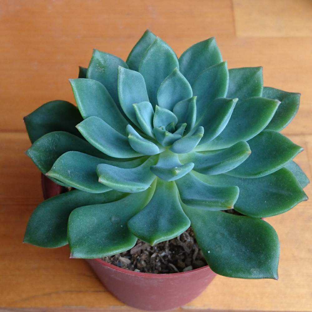 045 エメラルドリップルの生長記録 Vol.1 2021.10.15結｜🍀GreenSnap（グリーンスナップ）