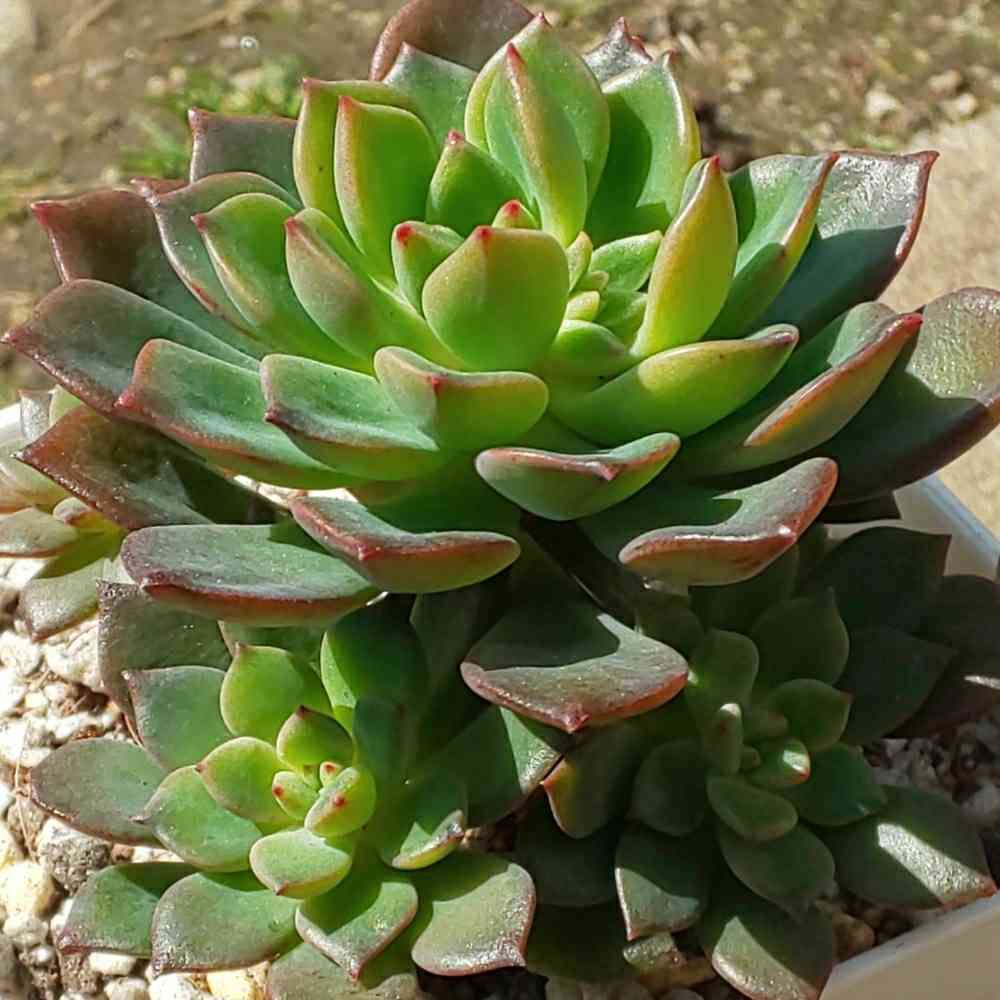 045 エメラルドリップルの生長記録 Vol.1 2021.10.15結｜🍀GreenSnap（グリーンスナップ）