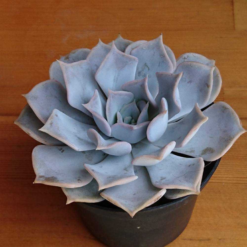 046 リラシナの生長記録 Vol.1 2021.10.15結｜🍀GreenSnap（グリーン