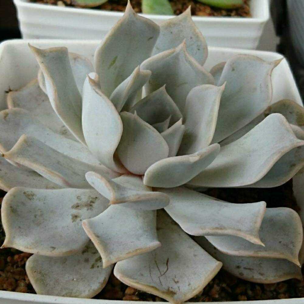 046 リラシナの生長記録 Vol.1 2021.10.15結｜🍀GreenSnap（グリーン