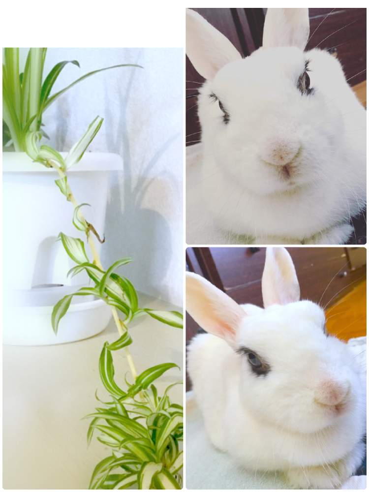 ホトちゃんの投稿画像 By ほとちんさん 花とペットとウサギのしっぽと可愛いらしいと可愛い ウサギと日常とウサギと我が家のペットとホト 19月11月6日 Greensnap グリーンスナップ