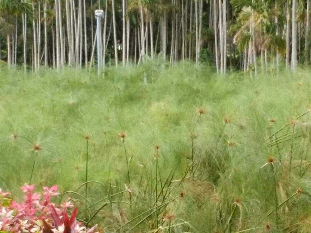 パピルスの投稿画像 By Moonさん お出かけ先と水辺の植物と沖縄と東南植物楽園と旅の記録と水辺の植物と沖縄と東南植物楽園と旅の記録 19月11月6日 Greensnap グリーンスナップ Greensnap グリーンスナップ