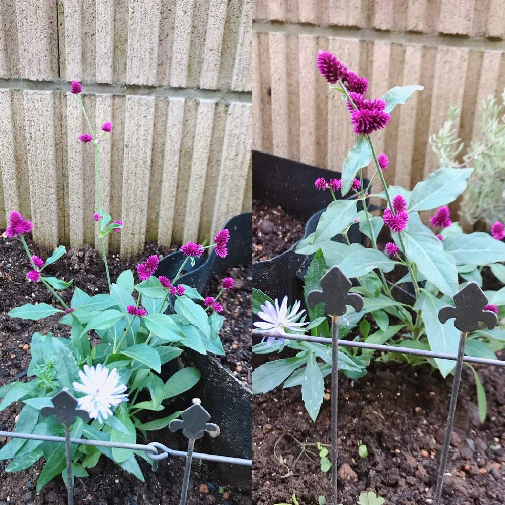 千日紅 千紅花火の投稿画像 By Moriさん パオンブルーと小さな庭と花のある暮らしと庭造りと小さな小さな庭と家庭菜園奮闘日記と花のある暮らしと庭造りと小さな小さな庭と家庭菜園奮闘日記 19月11月6日 Greensnap グリーンスナップ Greensnap グリーン