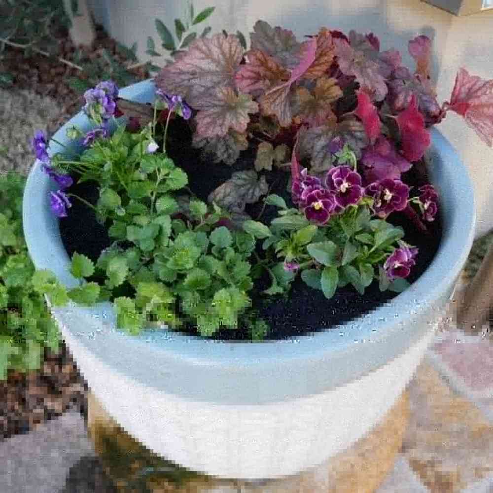 多肉植物 寄せ植え 紫と緑*3 多肉植物 寄せ植え 紫と緑*3 多肉植物