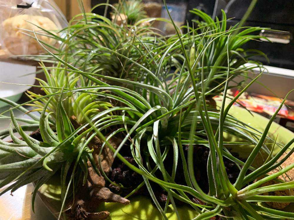 都内で育てるチランジア Greensnap グリーンスナップ