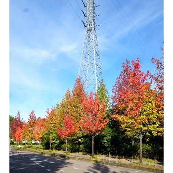 関市の画像 by toshi722さん | お出かけ先とアメリカもみじ葉楓と関市と岐阜県と紅葉（こうよう）と秋晴れとあきと秋の日差し