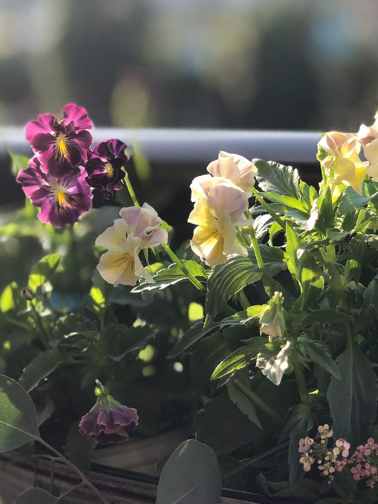 ビオラの投稿画像 By Kyonさん ポートレートと花のある暮らしとかわいいと朝陽を浴びてとiphone撮影 2019月11月7日 Greensnap グリーンスナップ