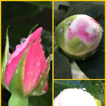 プレイガールの投稿画像一覧 Greensnap グリーンスナップ